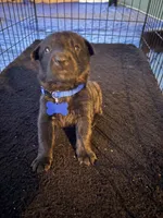 Deep blue collar, a female Belgian Malinois for sale in Lake Isabella, CA – 1 of 1