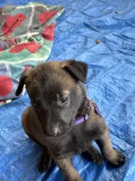 Purple collar, a male Belgian Malinois for sale in Lake Isabella, CA – 2 of 8