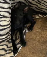 Deep blue collar (Athena), a female Belgian Malinois for sale in Lake Isabella, CA – 4 of 10