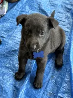 Deep blue collar, a female Belgian Malinois for sale in Lake Isabella, CA – 2 of 10