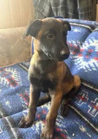 Purple collar (Jericho), a male Belgian Malinois for sale in Lake Isabella, CA – 6 of 8