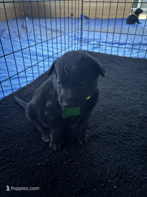  green collar  – Belgian Malinois puppy for sale in Lake Isabella, CA