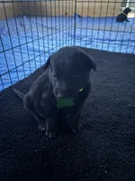  green collar , a female Belgian Malinois for sale in Lake Isabella, CA – 1 of 1