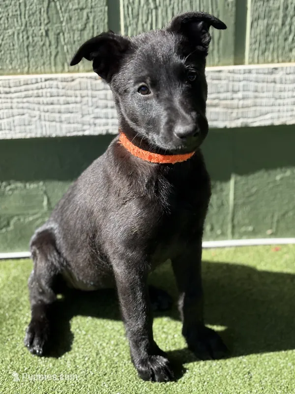 Orange collar – Belgian Malinois puppy for sale in Lake Isabella, CA