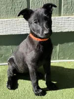 Orange collar, a female Belgian Malinois for sale in Lake Isabella, CA – 1 of 7