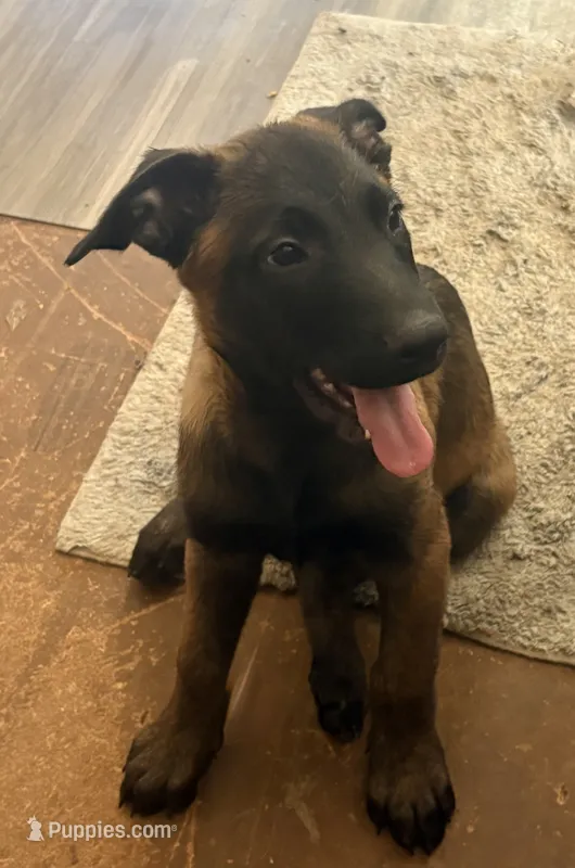 Purple collar (Jericho) – Belgian Malinois puppy for sale in Lake Isabella, CA