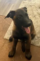 Purple collar (Jericho), a male Belgian Malinois for sale in Lake Isabella, CA – 1 of 8