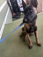 Jack, a male Belgian Malinois for sale in Lake Isabella, CA – 3 of 3