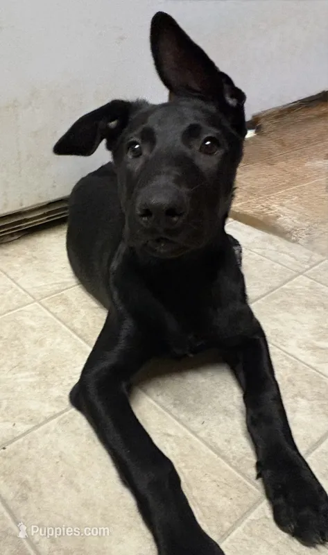 Yellow collar (USO) – Belgian Malinois puppy for sale in Lake Isabella, CA