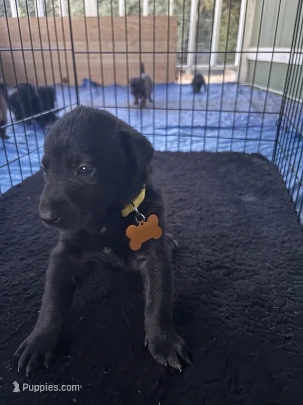 Yellow collar – Belgian Malinois puppy for sale in Lake Isabella, CA