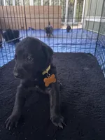 Yellow collar, a male Belgian Malinois for sale in Lake Isabella, CA – 1 of 1
