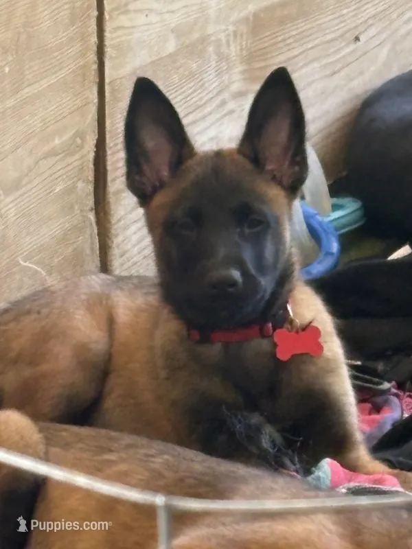 Red collar (Jack) – Belgian Malinois puppy for sale in Lake Isabella, CA