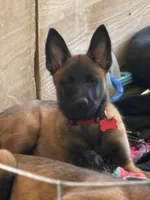 Red collar, a male Belgian Malinois for sale in Lake Isabella, CA – 9 of 10