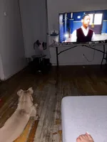 Chloe, a female Chow Chow and American Pit Bull Terrier for sale in The Bronx, NY – Photo 2 of 6