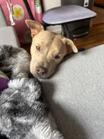 Chloe, a female Chow Chow and American Pit Bull Terrier for sale in The Bronx, NY – Photo 4 of 6