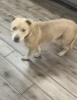 Chloe, a female Chow Chow and American Pit Bull Terrier for sale in The Bronx, NY – Photo 6 of 6