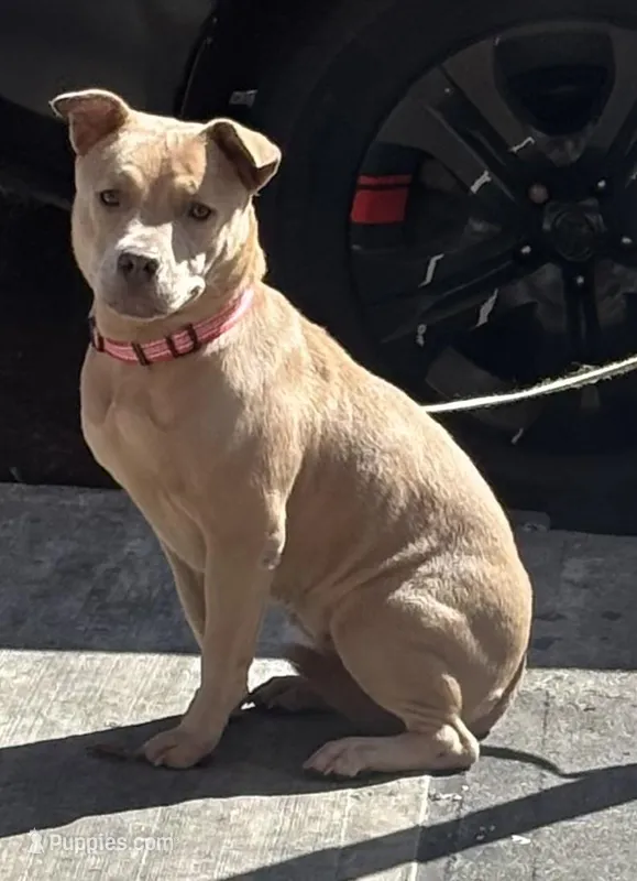 Chloe – Chow Chow, American Pit Bull Terrier puppy for sale in The Bronx, NY
