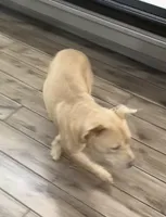 Chloe, a female Chow Chow and American Pit Bull Terrier for sale in The Bronx, NY – Photo 5 of 6