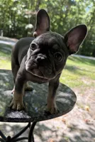 Skye, a female French Bulldog for sale in Youngsville, NC – 2 of 5