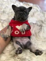 Stormi, a female French Bulldog for sale in Youngsville, NC – 4 of 5