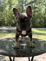 Stormi, a female French Bulldog for sale in Youngsville, NC – 3 of 5