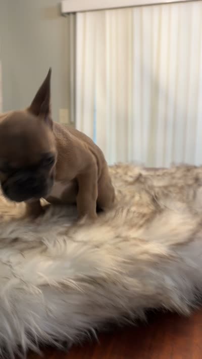 Honey, a female French Bulldog for sale in Youngsville, NC – 6 of 6
