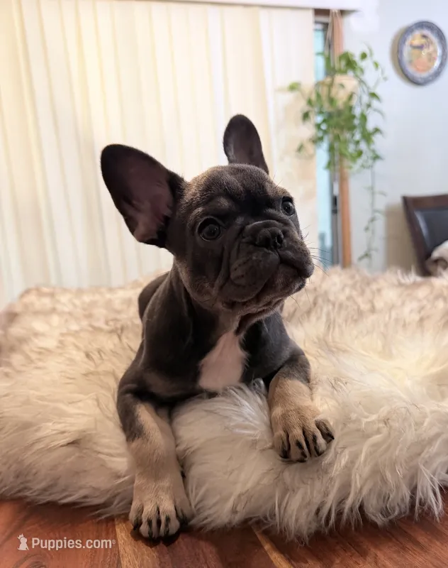 Stormi – French Bulldog puppy for sale in Youngsville, NC
