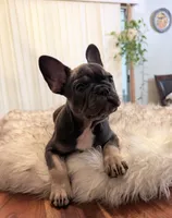 Stormi, a female French Bulldog for sale in Youngsville, NC – 1 of 5