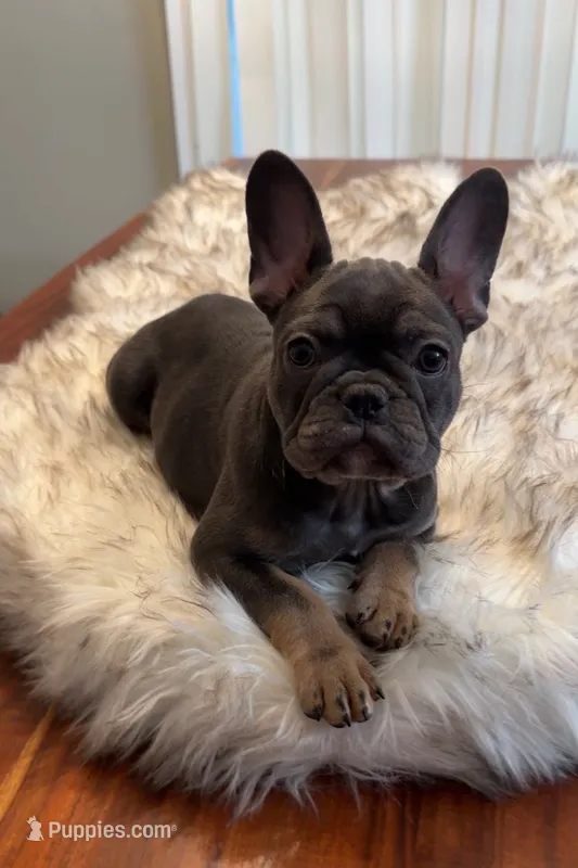 Skye – French Bulldog puppy for sale in Youngsville, NC