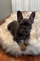 Skye, a female French Bulldog for sale in Youngsville, NC – 1 of 5