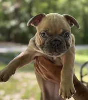 Honey, a female French Bulldog for sale in Youngsville, NC – 3 of 6