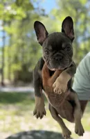 Skye, a female French Bulldog for sale in Youngsville, NC – 4 of 5