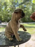 Honey, a female French Bulldog for sale in Youngsville, NC – 5 of 6