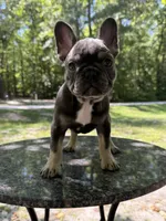 Stormi, a female French Bulldog for sale in Youngsville, NC – 2 of 5
