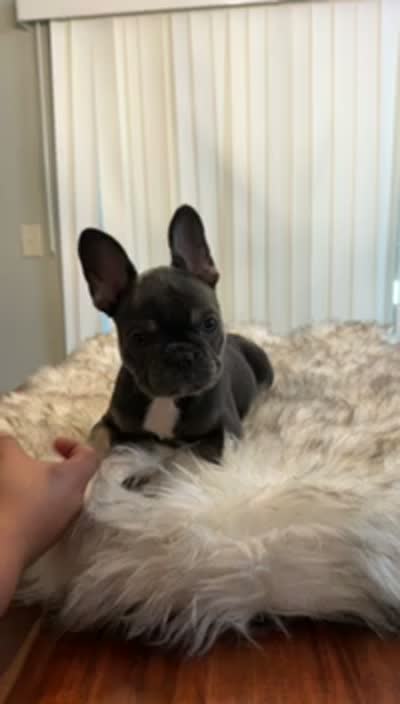 Stormi, a female French Bulldog for sale in Youngsville, NC – 5 of 5