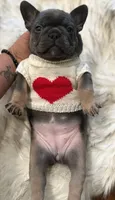 Skye, a female French Bulldog for sale in Youngsville, NC – 3 of 5