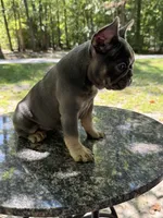 Skye, a female French Bulldog for sale in Youngsville, NC – 5 of 5