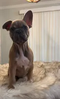 Honey, a female French Bulldog for sale in Youngsville, NC – 2 of 6