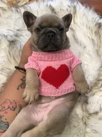 Honey, a female French Bulldog for sale in Youngsville, NC – 1 of 6