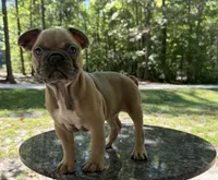 Honey, a female French Bulldog for sale in Youngsville, NC – 4 of 6