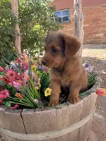 Red Corgipoo , a male Pembroke Welsh Corgi for sale in Williams, AZ – 3 of 6