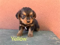 Corgipoo YELLOW, a male Pembroke Welsh Corgi and Poodle - Toy  for sale in Williams, AZ – Photo 2 of 6