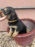Corgipoo YELLOW, a male Pembroke Welsh Corgi and Poodle - Toy  for sale in Williams, AZ – Photo 6 of 6