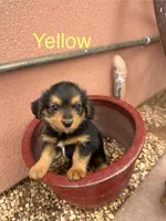 Corgipoo YELLOW, a male Pembroke Welsh Corgi and Poodle - Toy  for sale in Williams, AZ – Photo 1 of 6