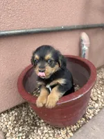 Corgipoo YELLOW, a male Pembroke Welsh Corgi and Poodle - Toy  for sale in Williams, AZ – Photo 5 of 6