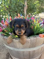 Corgipoos male 2, a male Pembroke Welsh Corgi for sale in Williams, AZ – 1 of 5