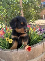Corgipoo. Male 1, a male Pembroke Welsh Corgi for sale in Williams, AZ – 3 of 5