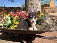 Female , a female Pembroke Welsh Corgi for sale in Williams, AZ – 4 of 4