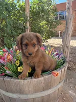 Red Corgipoo , a male Pembroke Welsh Corgi for sale in Williams, AZ – 2 of 6