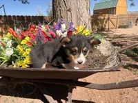 Female , a female Pembroke Welsh Corgi for sale in Williams, AZ – 3 of 4
